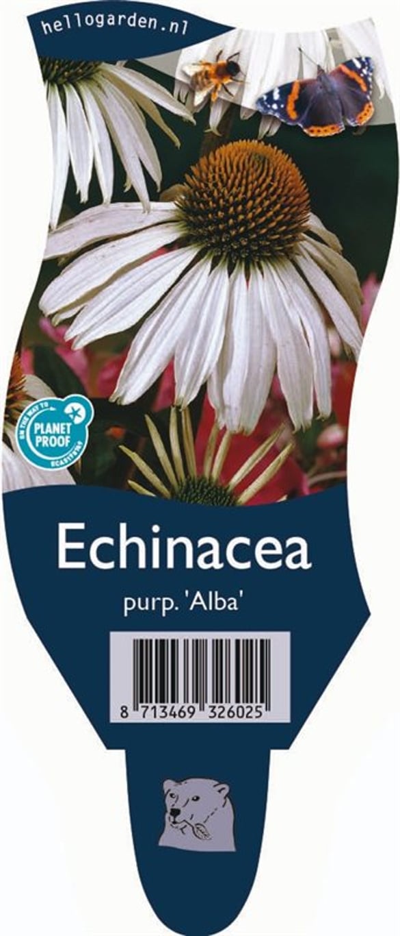 Echinacea p. 'Alba' - P11